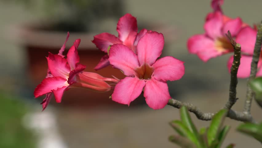 Header of Adenium Obesum