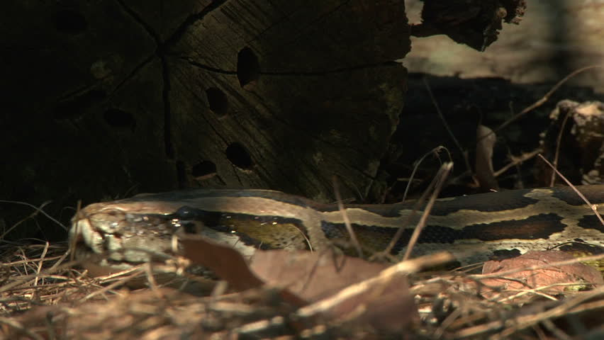 Large Python in Orchard