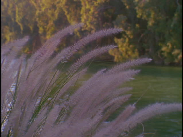 The Jordan River flows near some purple reeds.