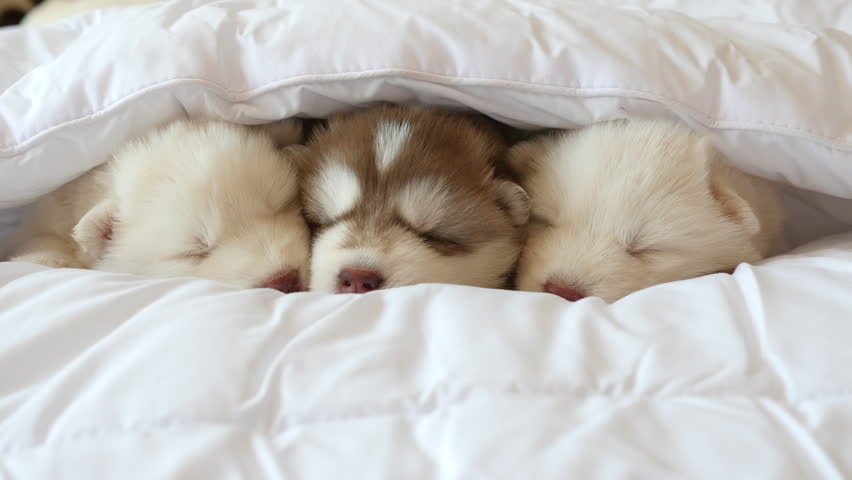 White Dog Sleeping On Bed White Dog Sleeping On Bed