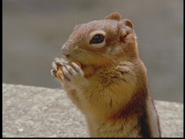 A chipmunk nibbles a nut.