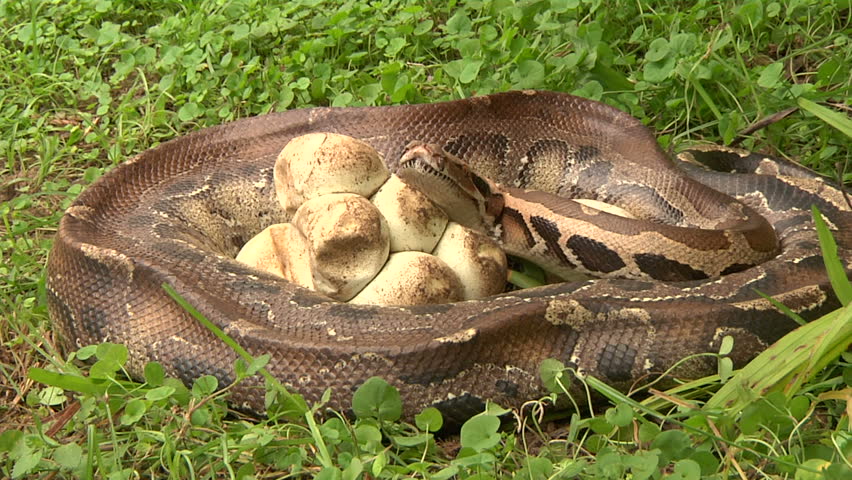 Python with Eggs