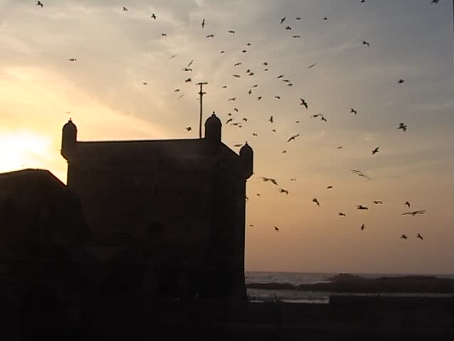 Seagulls above fortress in Essaouira