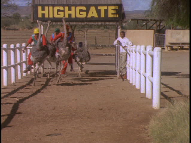 AFRICA - CIRCA 1990's: Men in hard hats and orange jumpsuits race on ostriches.