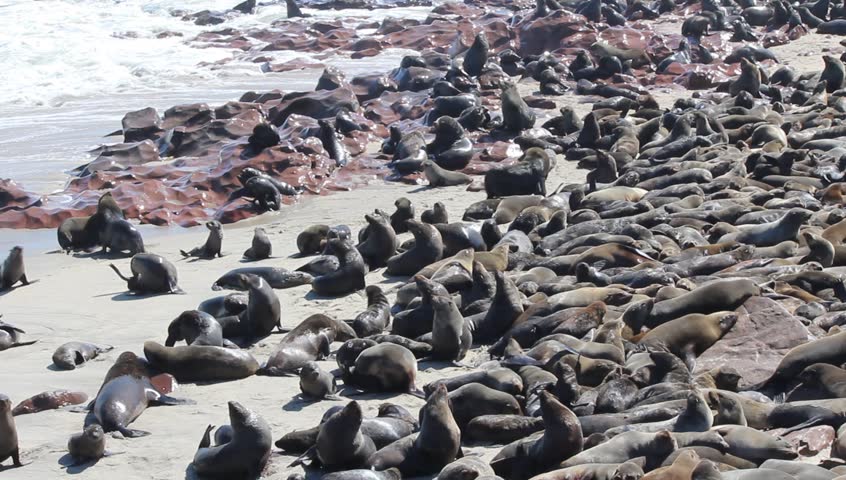 Colony of seals at Cape Cross Reserve, Atlantic Ocean coast in Namibia.