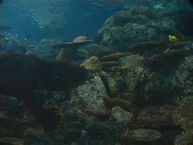 A Sting Ray swims by.