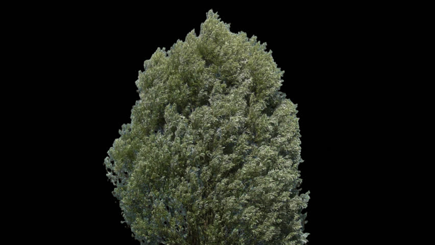 Isolated tree branches with alpha matte