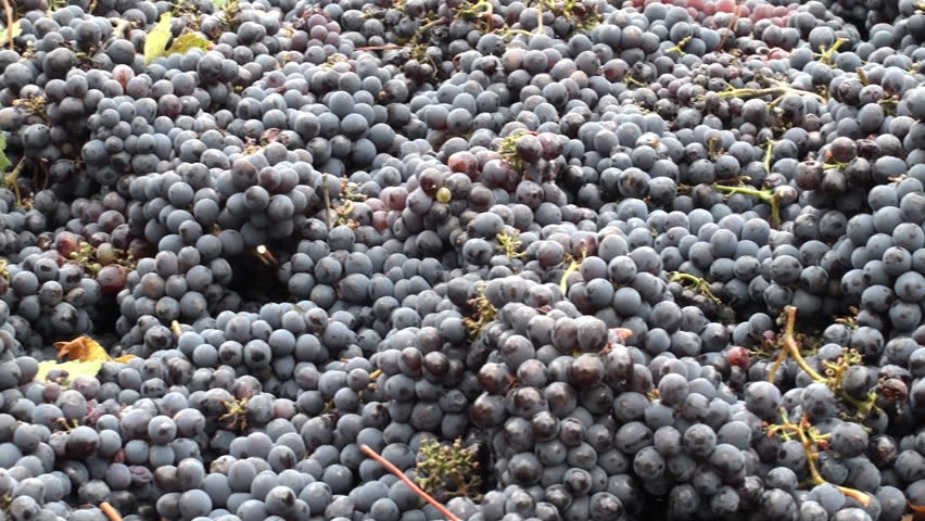 Black grapes just after having been harvested awaiting further processing 