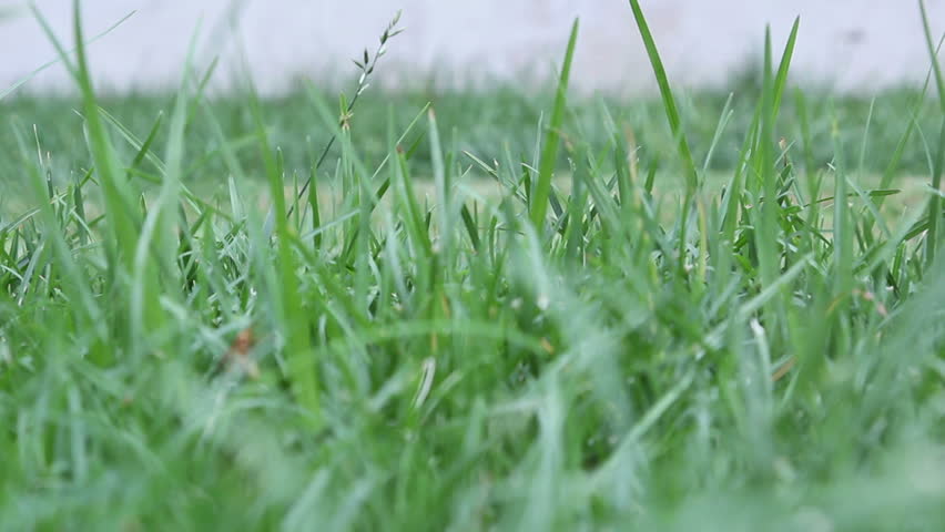 Low angle HD footage of a grass lawn being mowed with a gas powered lawn mower.