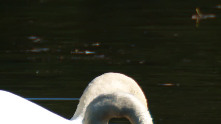 swan