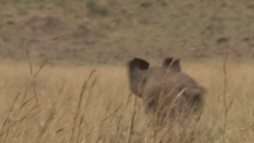 A baby elephant playing.