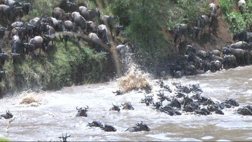 Wildebeests jumping into the river.