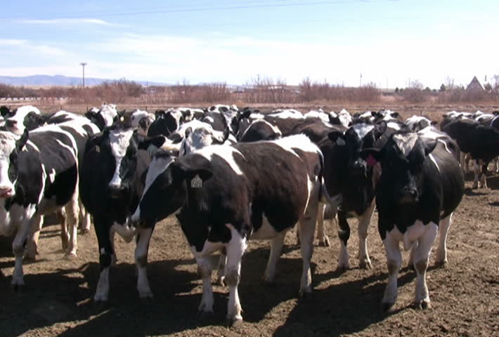 Panning shot of Holstein cows at a dairy. Converted to NTSC from HDV 1080i60.