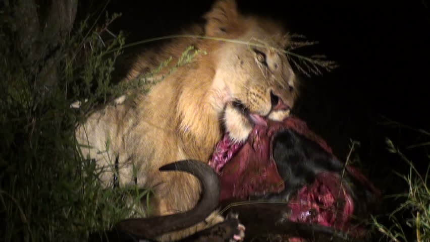 Lion eating buffalo at night
