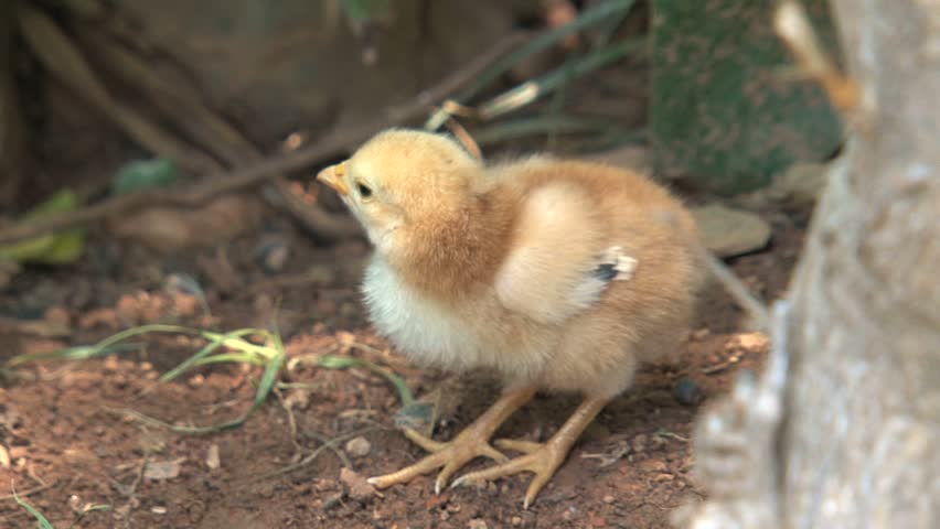 Close up of a chick