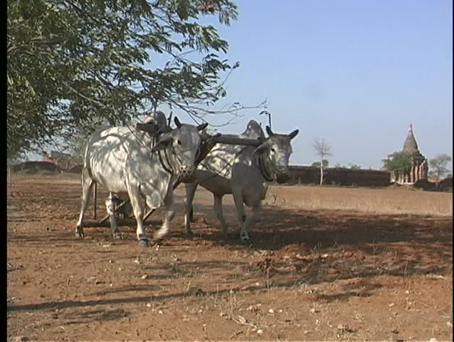 oxen aid a man in plowing an arid field in Asia.