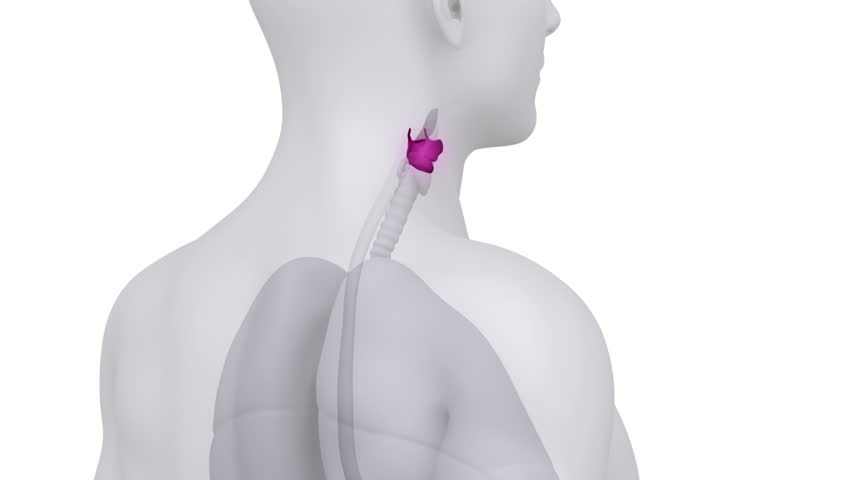 Male scan LARYNX anatomy in white loop