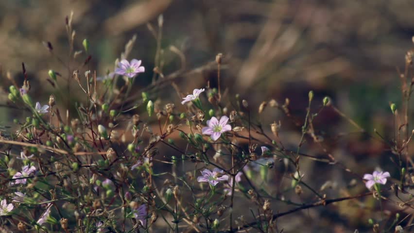 Babies'-breath flower