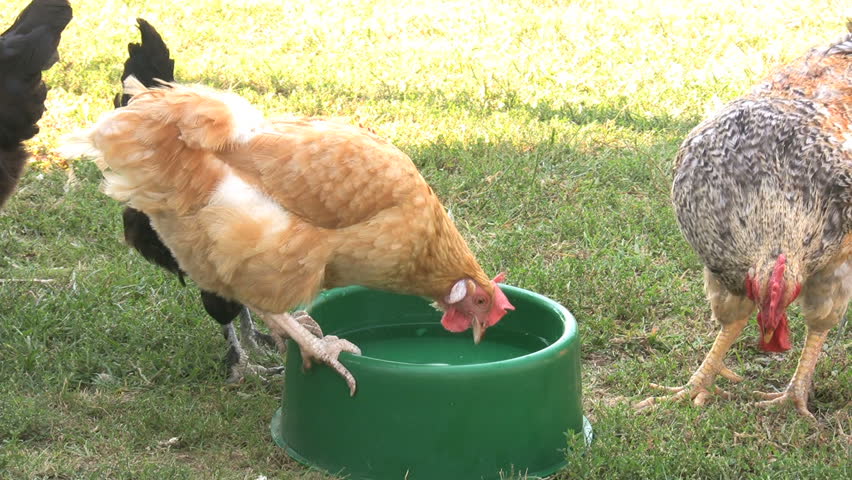 Hens and a rooster drinking water from a bowl.