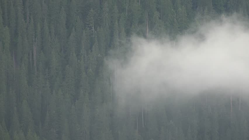 Header of Alpine Fir