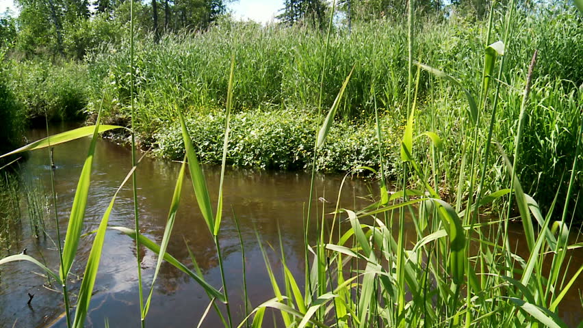 small river