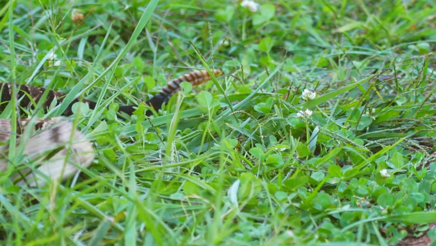 Canebrake or Timber Rattlesnake (Crotalus horridus) is a highly venomous snake of the south eastern United States.