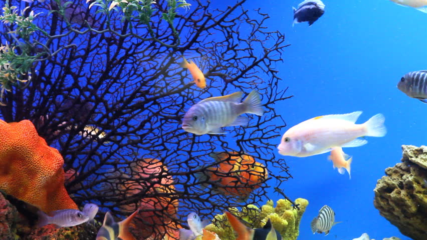 aquarium fish