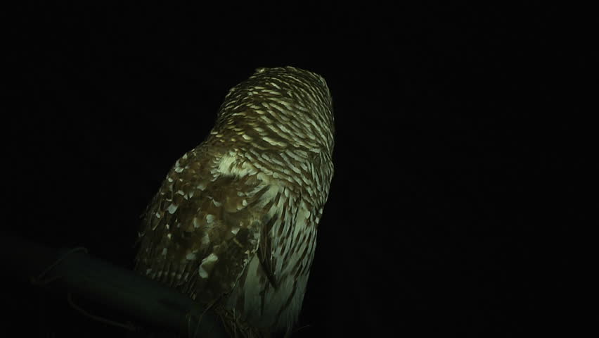 Owl illuminated at night (MS)