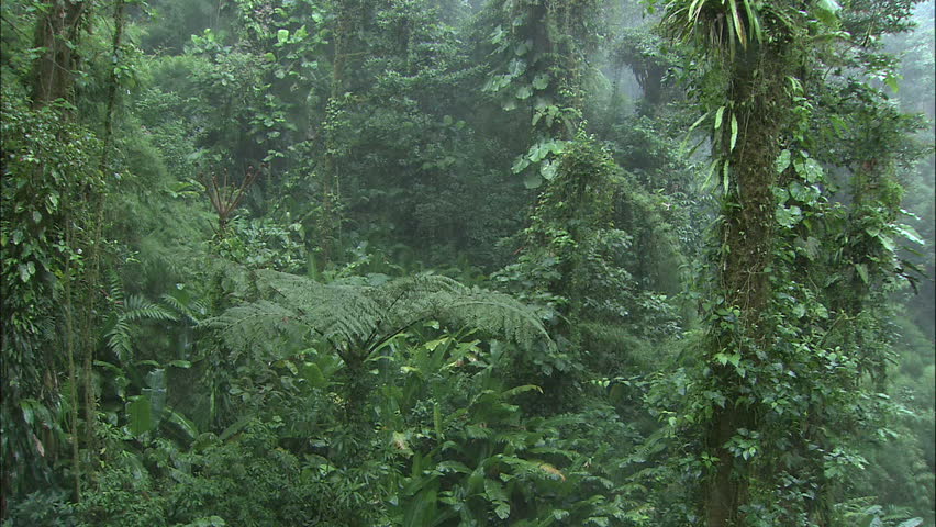 Dense Tropical Costa Rican Jungle Scape With Moss and Vines