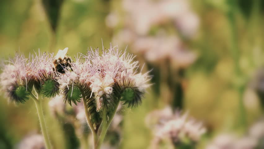 Natural scene with Purple lucerne and bumble bee