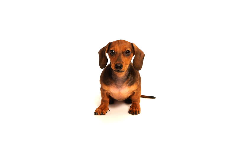HD - Dachshund puppy looks into the camera