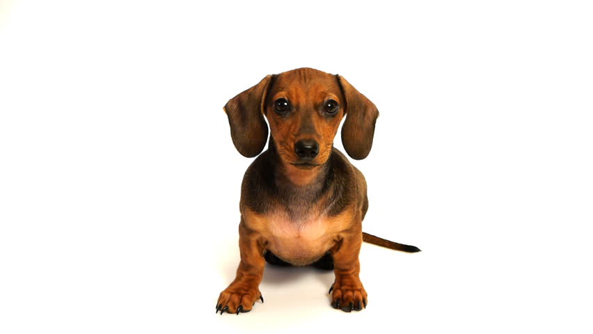 HD - Curious puppy dachshund