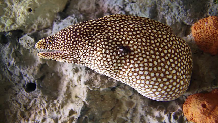 Moray Eel Ambushing Prey in the Pacific Ocean.