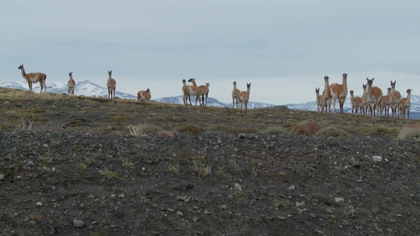 Guanacos stand together in formation in the distance  in the Andes mountains, Patagonia.