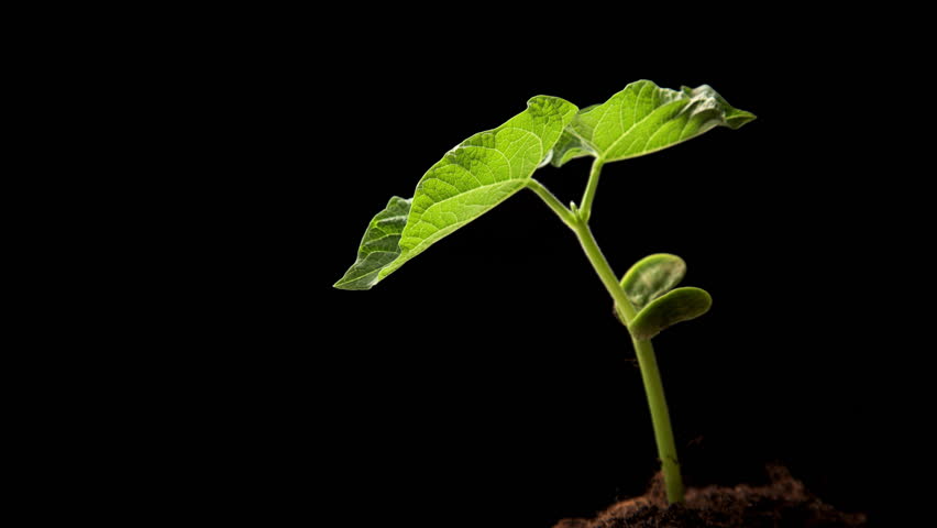 drying of haricot sprout. Time-lapse  