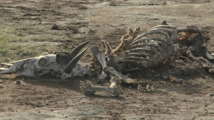 In a parched landscape, the skeleton of a dead animal lies in the desert as an example of life and death in East Africa.