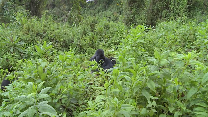 A slow zoom into a mountain gorilla in the greenery of the Rwandan rainforest.