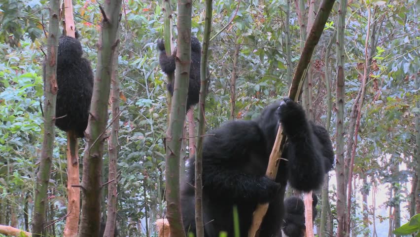 Mountain gorillas get high after eating the sap off eucalyptus trees in Rwanda.