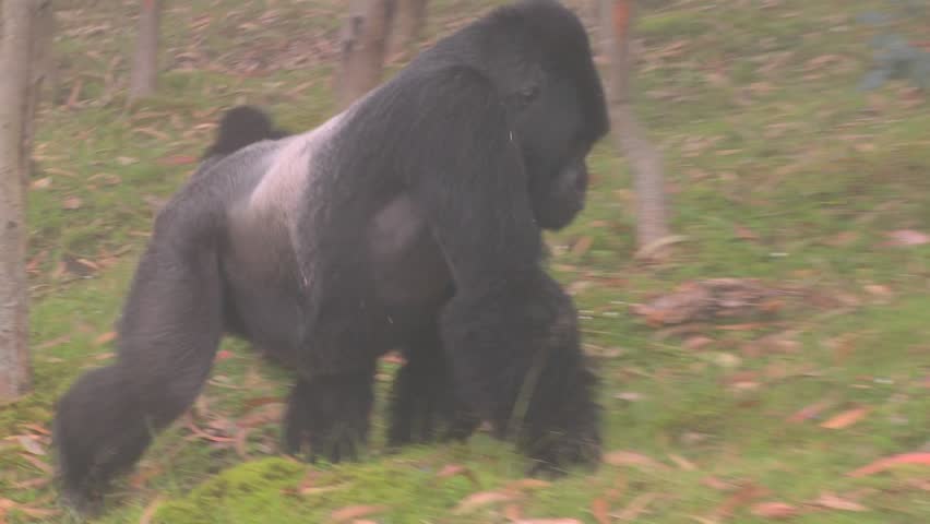 A male silverback gorilla walks with baby through the mist.
