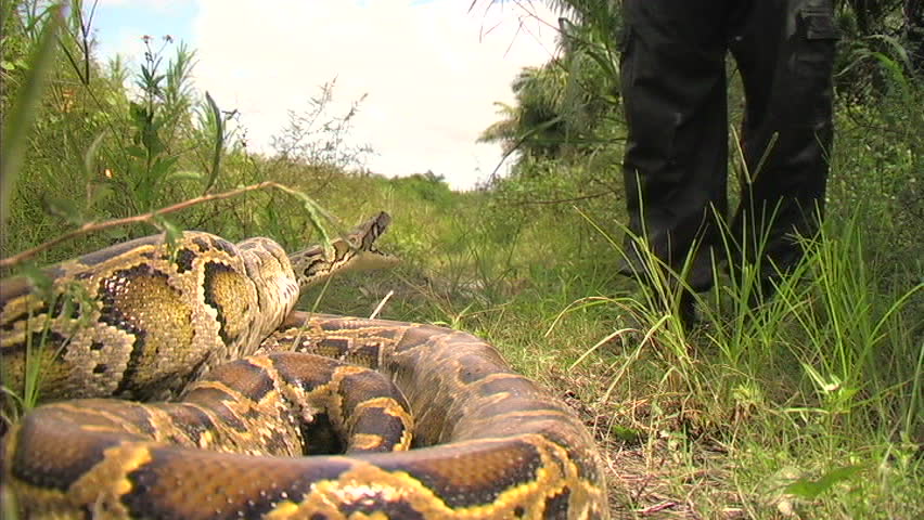 Aggressive python