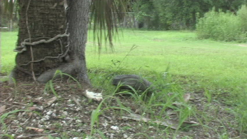 Black throat monitor chews on dead rat