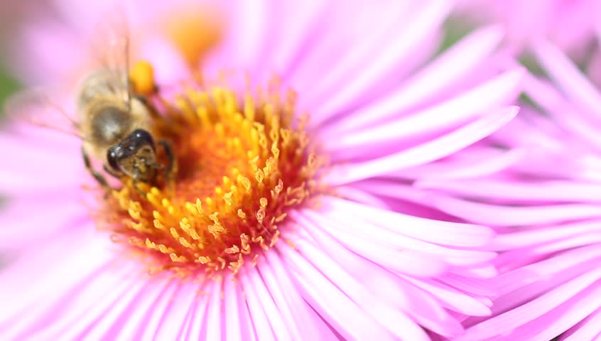 A bee works intensively on a beautiful blossom of an aster flower.