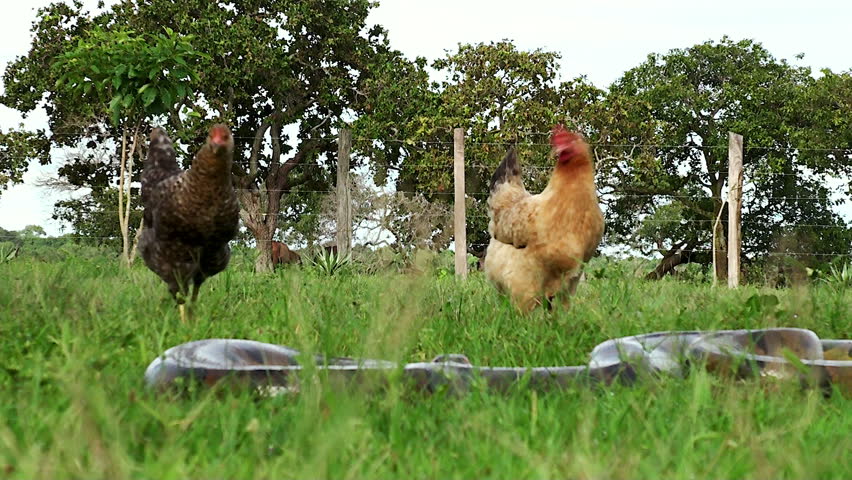 chicken and Anaconda 