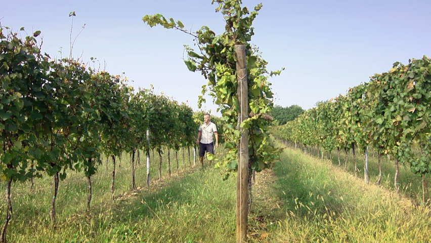Man at work as a farmer checking grapes and leaves for pests in a vineyard, Franciacorta region, Rovato, Brescia, Italy