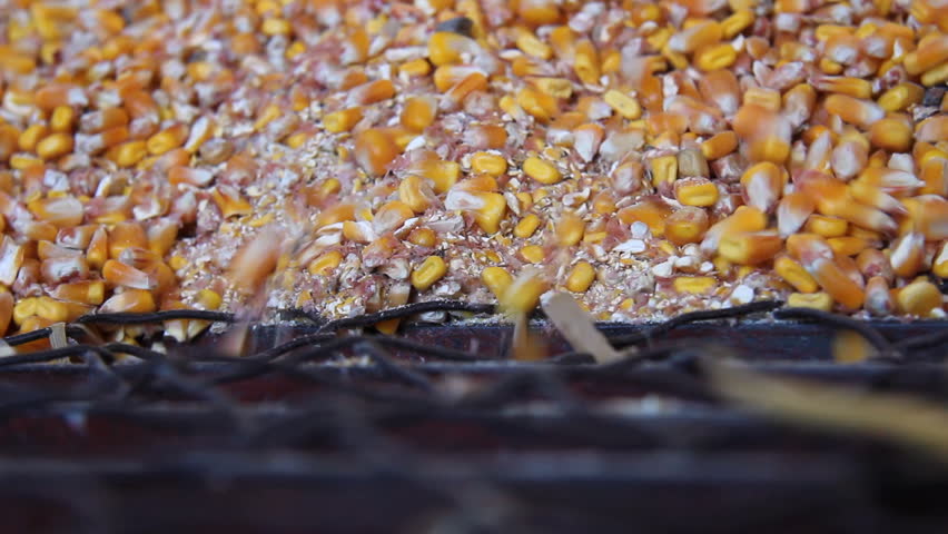 Loading Corn into the Silo