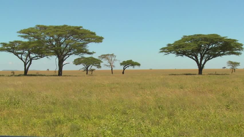 Beautiful acacia trees grown on the African savannah.