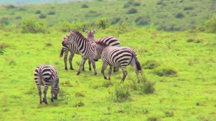 Zebras play in a field in Africa.