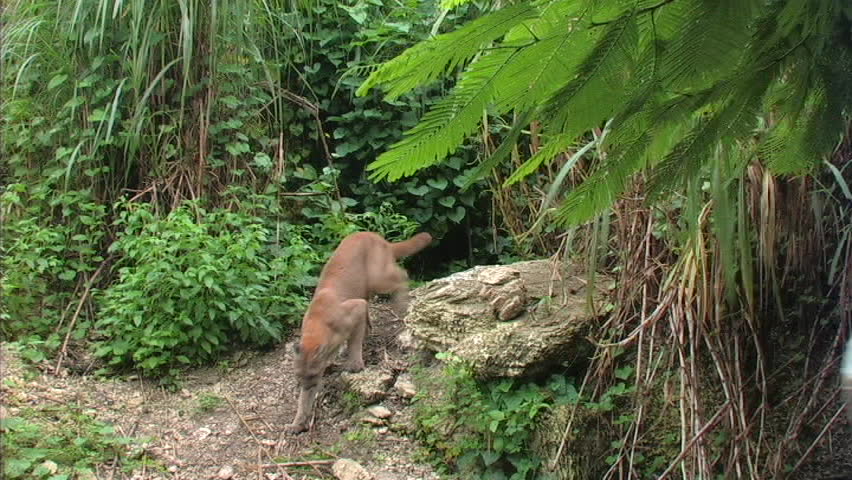 Florida Panther