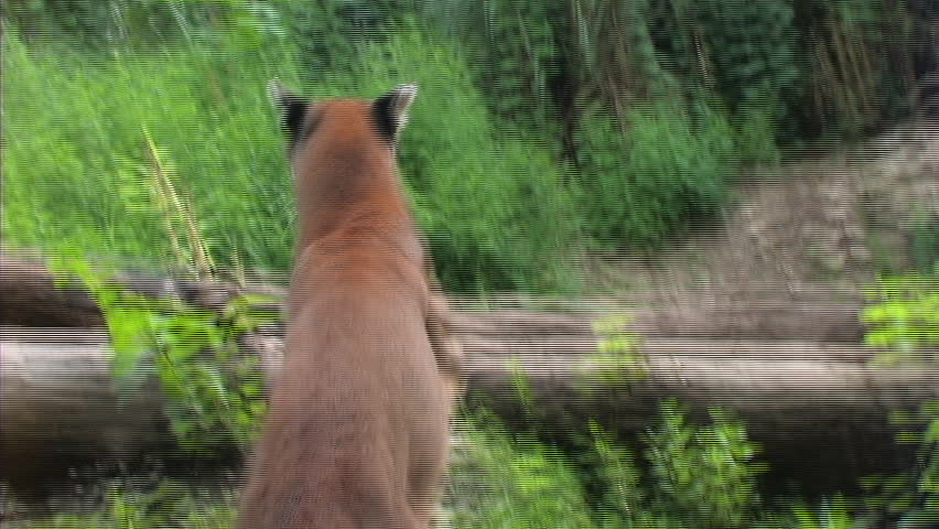 Florida Panther on fallen tree