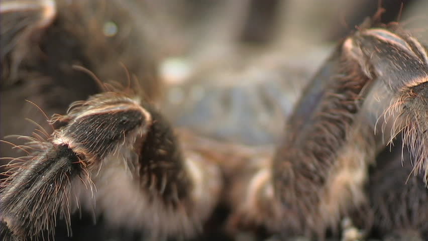 Tarantula